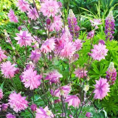 Аквилегия БАРЛОУ ПИНК гибрид МакКаны в Слуцке