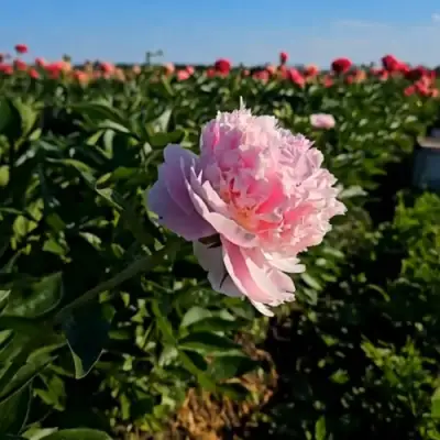 Пион ИМПЕРАТОРСКАЯ НАЛОЖНИЦА древовидный в Слуцке