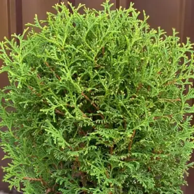 Туя ХОЗЕРИ западная в Слуцке