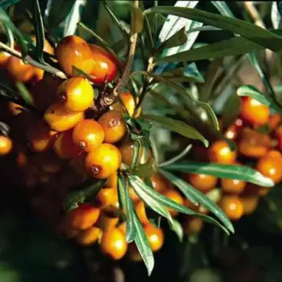 Облепиха ДАР КАЗАКОВУ в Слуцке