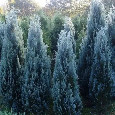 Кипарисовик ДАРТС БЛЮ РИББОН лавсона в Слуцке