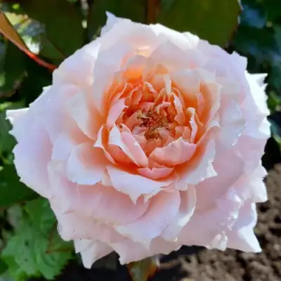 саженцы розы Тсумуги