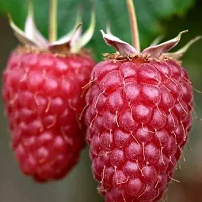 Малина РУБИНОВОЕ ОЖЕРЕЛЬЕ в Слуцке