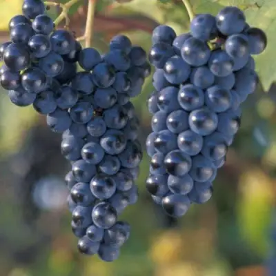 виноград Маркетт