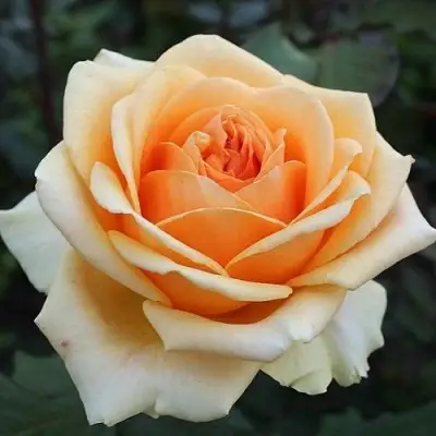 Роза ГЕЙША чайно-гибридная в Слуцке