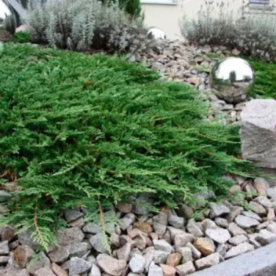 Можжевельник ПРИНЦ ОФ УЭЛЬС горизонтальный в Слуцке