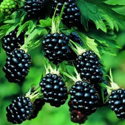 Ежевика КИТАНИНИ бесшипная  в Слуцке