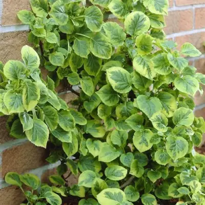 Гортензия МИРАНДА черешковая в Слуцке