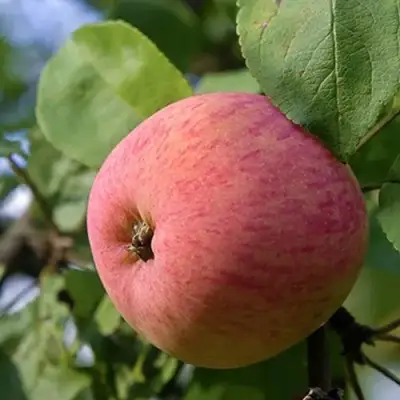 Яблоня МЕЛБА в Слуцке