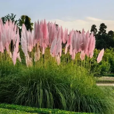 Кортадерия розовая (пампасная трава) в Слуцке