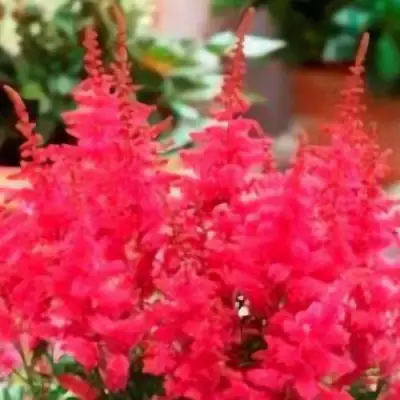 Астильба ЮНИК КАРМИН гибридная в Слуцке