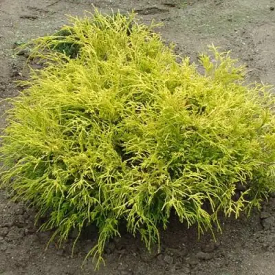 Кипарисовик ГОЛДЕН МОП горохоплодный в Слуцке