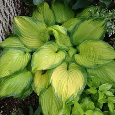 Хоста СТЕЙНД ГЛАСС гибридная в Слуцке