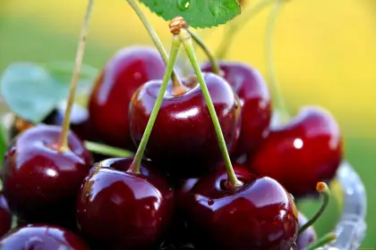 Сорта плодовых деревьев - Вишня, черешня