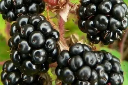 Сорта ягодных кустарников - Ежевика