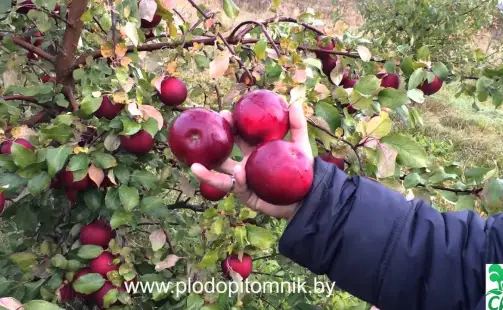 Превью видео