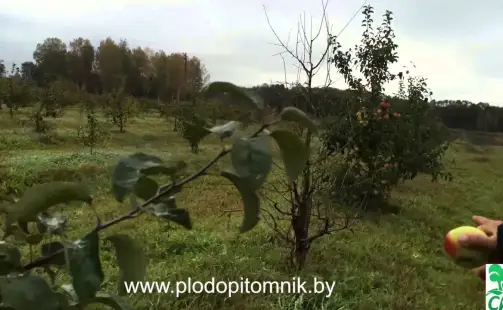 Превью видео