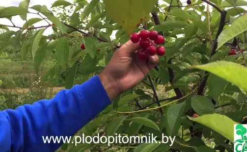 Превью видео