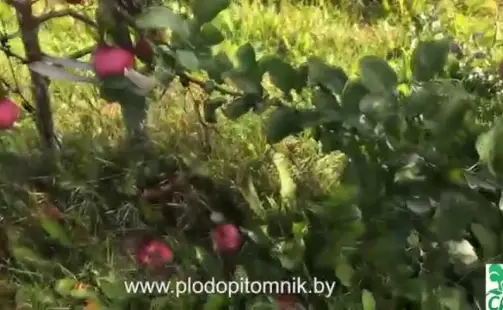 Превью видео