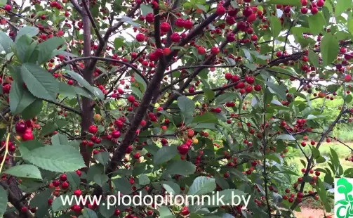 Превью видео