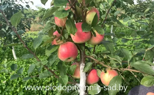 Превью видео