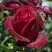 Роза ПАПА МЕЙЯН чайно-гибридная в Слуцке