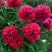 Пион БЕЛГРАВИЯ травянистый в Слуцке