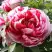 Пион РЕД ВИЗ ПИНК древовидный в Слуцке