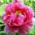 Пион ВОСХОД СОЛНЦА древовидный в Слуцке