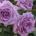 Роза ЛАВ СОНГ флорибунда в Слуцке