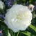 Роза АЛАБАСТЕР флорибунда в Слуцке