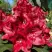 Рододендрон МАТАДОР в Слуцке