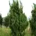 Можжевельник КАЙЗУКА китайский в Слуцке