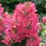 Гортензия МЕГА МИНДИ метельчатая в Слуцке