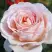 Роза АНДРЕ ЛЕ НОТР чайно-гибридная в Слуцке