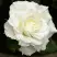Роза МОНДИАЛЬ чайно-гибридная в Слуцке