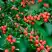Кизильник горизонтальный в Слуцке