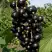 Смородина чёрная ВИНОГРАДНАЯ в Слуцке