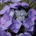 Гортензия БЛАУМАЙС (БЛАУМАЙЗЕ) крупнолистная в Слуцке
