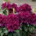 Рододендрон КАЛИ в Слуцке