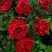 Роза РЕД ИНТУИШН чайно-гибридная в Слуцке
