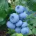 Голубика ТОРО в Слуцке