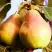 Груша СЛАДКАЯ ИЗ МЛИЕВА в Слуцке