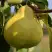 Груша ВЕЛИКАЯ ЛЕТНЯЯ (БОЛЬШАЯ ЛЕТНЯЯ) в Слуцке