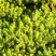 Очиток (седум) ЙЕЛЛОУ КВИН едкий в Слуцке