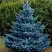 Ель МАДЖЕСТИК БЛЮ колючая в Слуцке