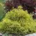 Кипарисовик ГОЛДЕН МОП горохоплодный в Слуцке