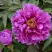 Пион ЛИЛОВАЯ ФАНТАЗИЯ древовидный в Слуцке