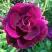 Роза БУРГУНДИ АЙС флорибунда в Слуцке