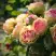 Роза ПИТАХАЙЯ чайно-гибридная в Слуцке